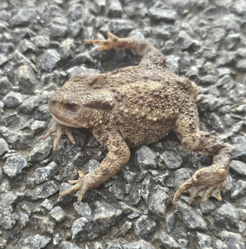 European Toad