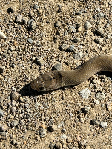 Ring-Headed Dwarf Snake