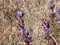 Gentiana spathacea