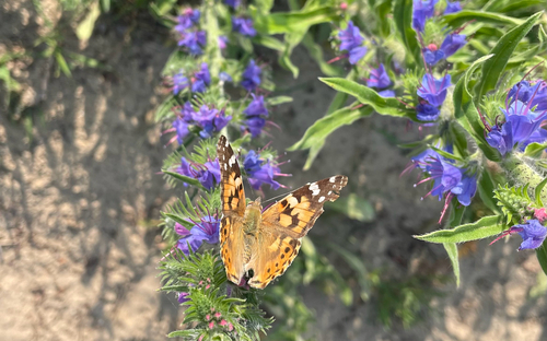 Painted Lady