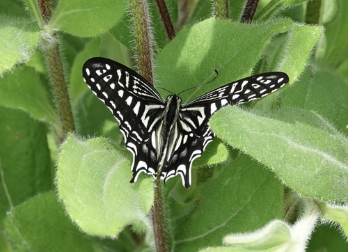 Chinese Yellow Swallowtail