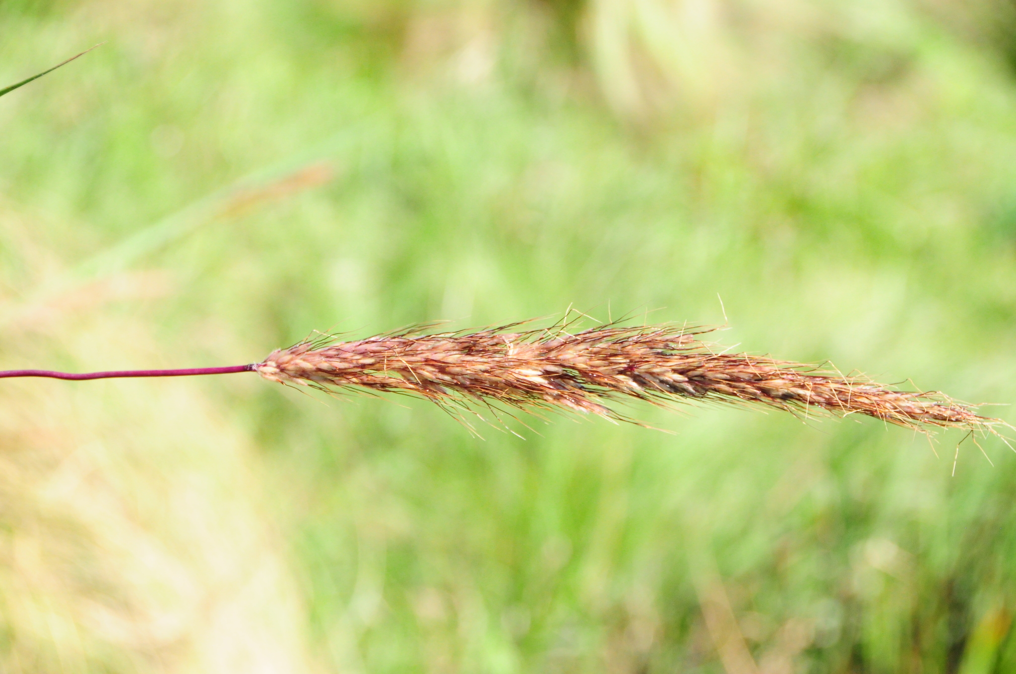 Sorghastrum pellitum