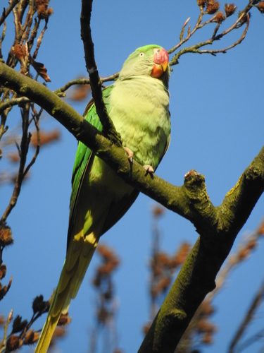 Psittacula eupatria