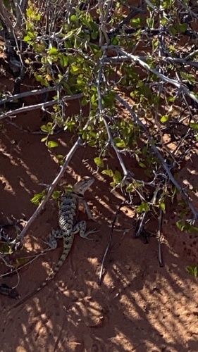 Desert Spiny Lizard