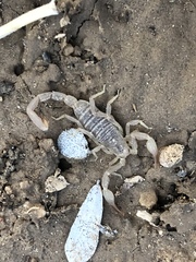 Kochius hirsuticauda