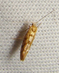 Argyresthia alternatella