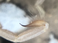 Kochius hirsuticauda