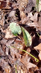 Erythronium albidum