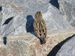 Passerculus sandwichensis beldingi