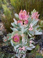 Leucadendron pubibracteolatum