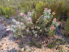 Leucadendron pubibracteolatum