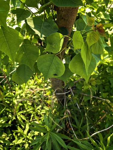 Chinese Tallow