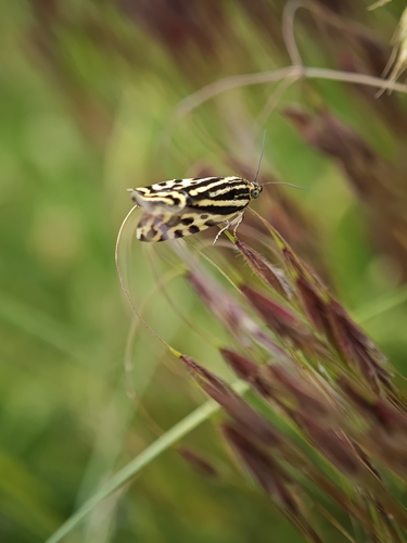 Spotted Sulphur
