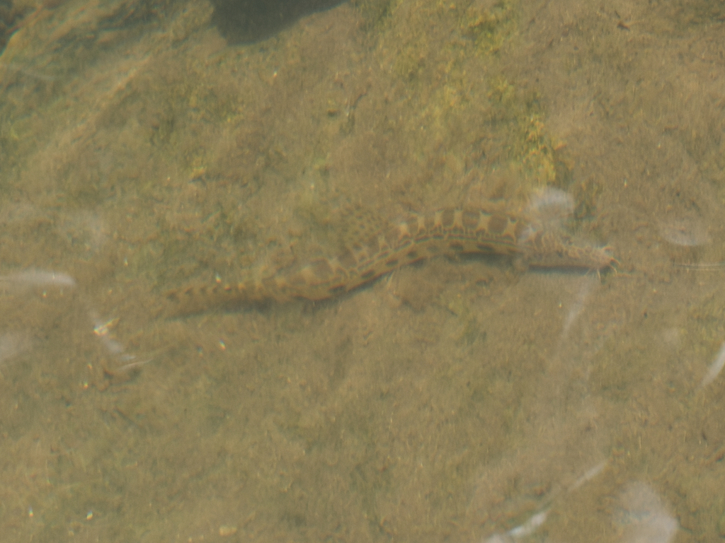 Cobitis dolichorhynchus