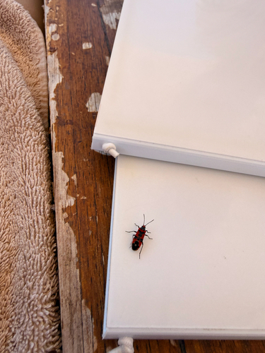 Black-and-Red Bug