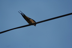 Hirundo rustica