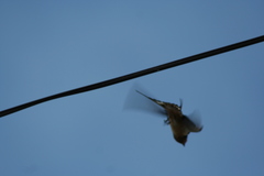 Hirundo rustica