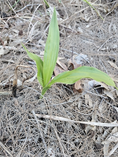 Shepherd's Crook Orchid