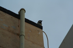 Passer domesticus