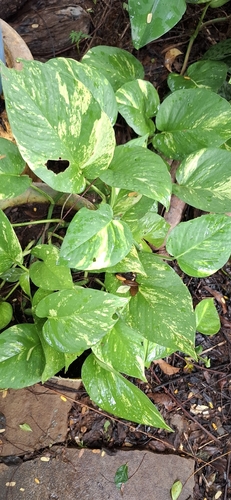 Epipremnum aureum
