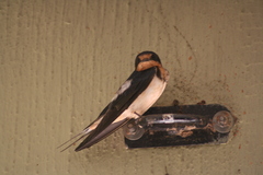 Hirundo rustica