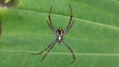 Argiope aemula