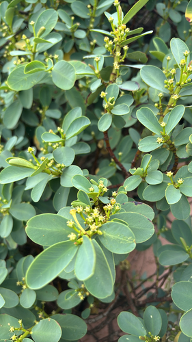 Euphorbia celastroides observed 2026-05-30