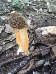 Phallus haitangensis