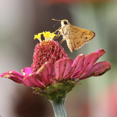 Polites vibex catilina