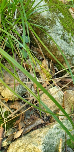 Carex forficula iNat (2)