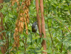 Phaenicophilus poliocephalus