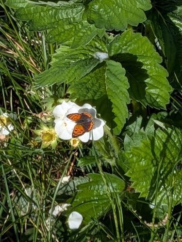 Small Copper