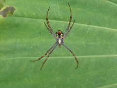 Argiope aemula