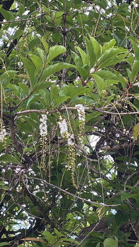 Citharexylum spinosum observed 2026-05-30