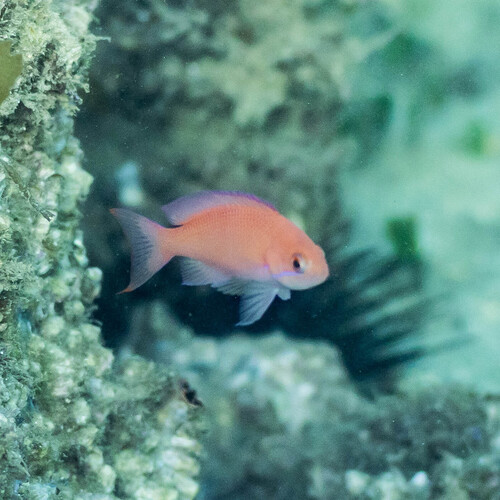 Pseudanthias hypselosoma observed 2026-05-31