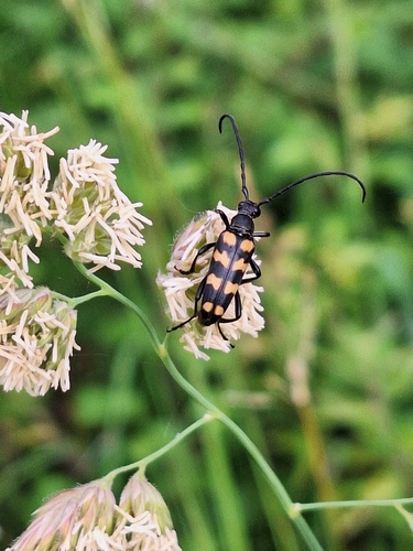 four-banded longhorn beetle