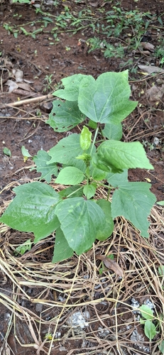 Sabdariffa gossypiifolia