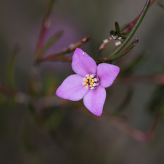 Boronia filifolia