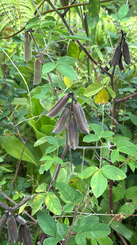 Crotalaria incana observed 2026-05-30