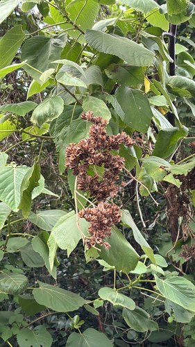 Melochia umbellata observed 2026-05-30