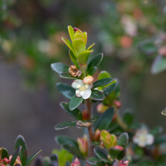Micrantheum demissum