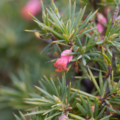 Brachyloma ericoides