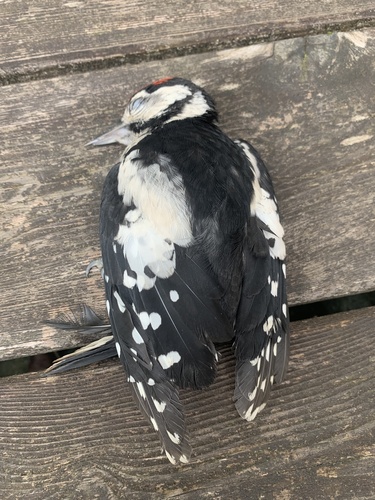 Great Spotted Woodpecker