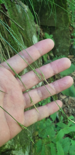 Carex polyschoena iNat (1)
