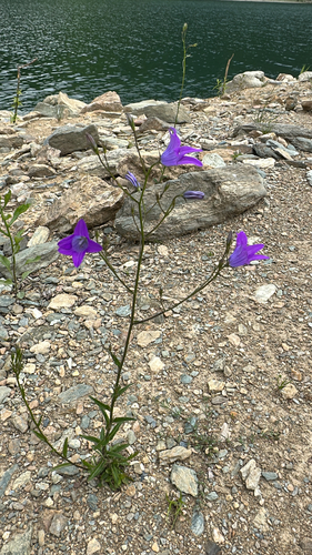 Spreading Bellflower