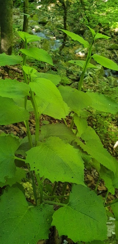 Saussurea tanakae iNat (3)