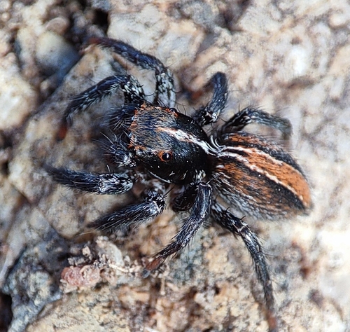 Plexippus lutescens
