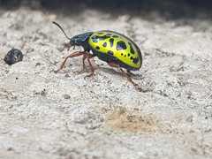 Calligrapha fulvipes
