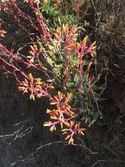 Dudleya saxosa collomiae