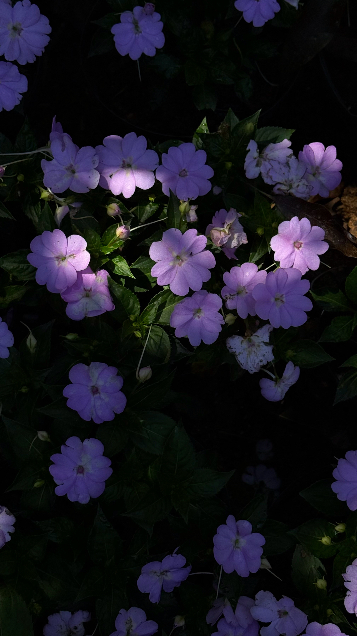 Impatiens hawkeri — ảnh 3